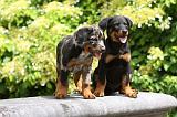 BEAUCERON - PUPPIES 264